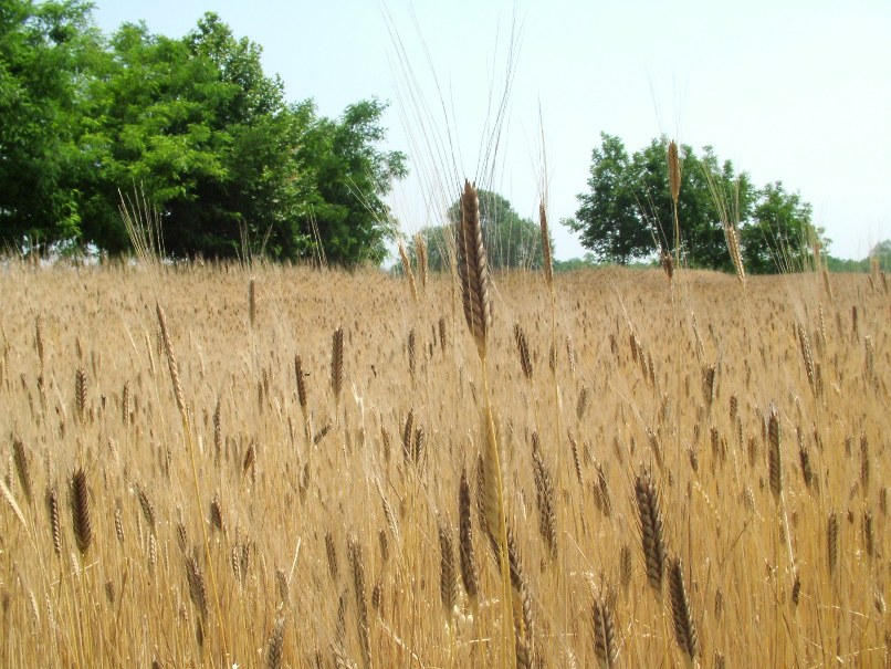 Triticum monococcum - Monococco